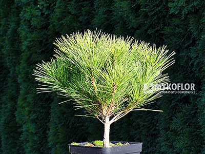 Pinus densiflora Alice Verkade