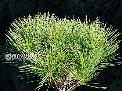 Pinus densiflora Alice Verkade