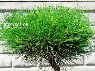 Pinus densiflora Alice Verkade