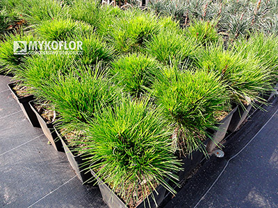 Pinus densiflora Alice Verkade