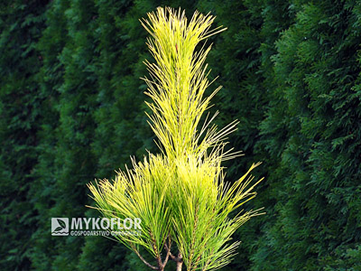 Pinus densiflora Aurea