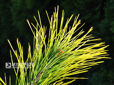 Pinus densiflora Aurea