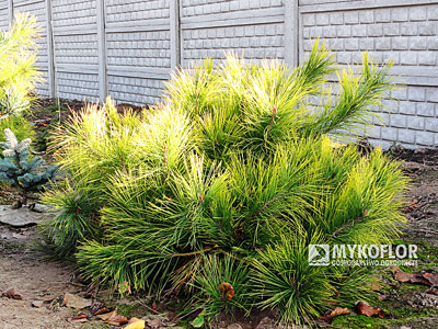 Pinus densiflora Aurea