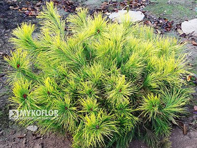 Pinus densiflora Aurea