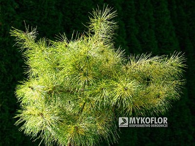 Pinus densiflora Golden Ghost
