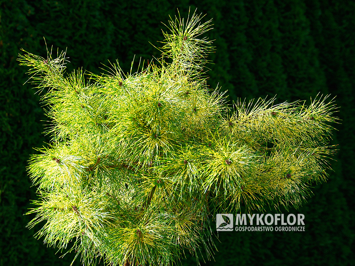 Pinus densiflora Golden Ghost