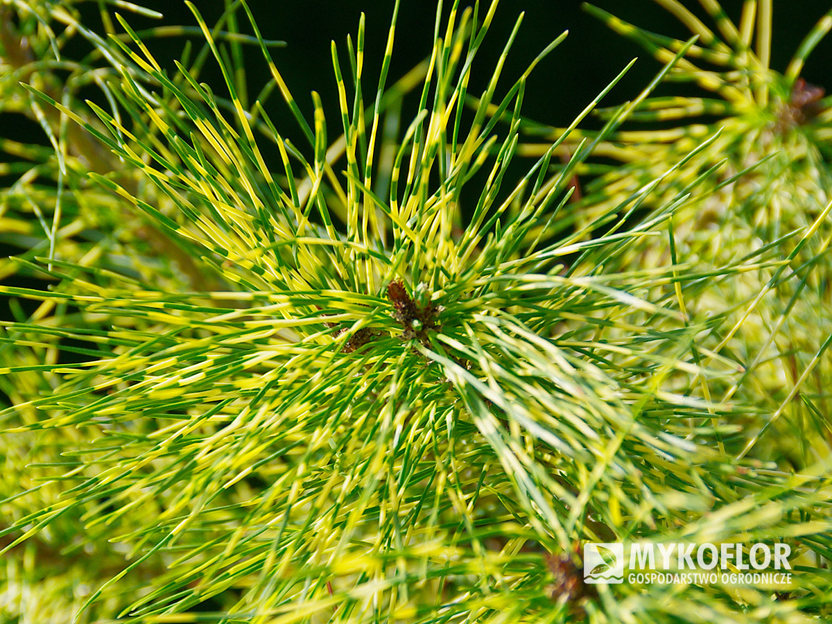 Pinus densiflora Golden Ghost – Zbliżenie igieł