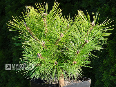Pinus densiflora Jane Kluis