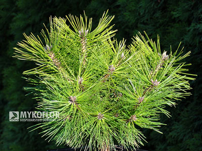 Pinus densiflora Jane Kluis