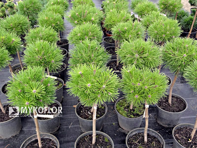 Pinus densiflora Jane Kluis Pa 40cm