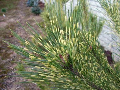 Pinus densiflora Oculus Draconis