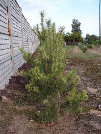 Pinus densiflora Oculus Draconis