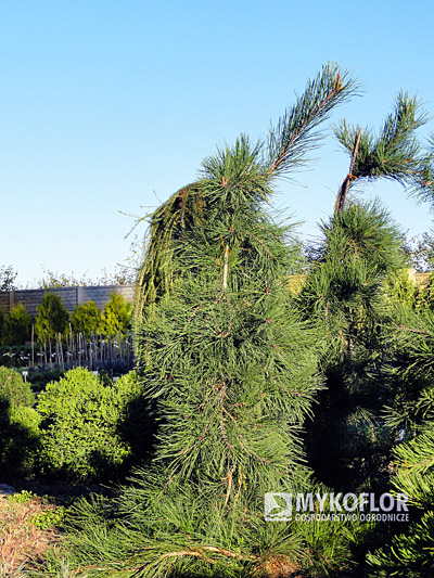 Pinus densiflora Pendula