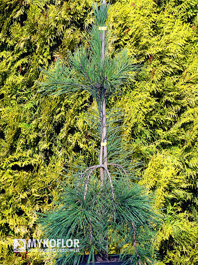 Pinus densiflora Pendula