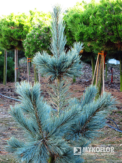 Pinus flexilis Cesarini
