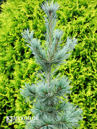 Pinus flexilis Firmament – w pochmurny dzień