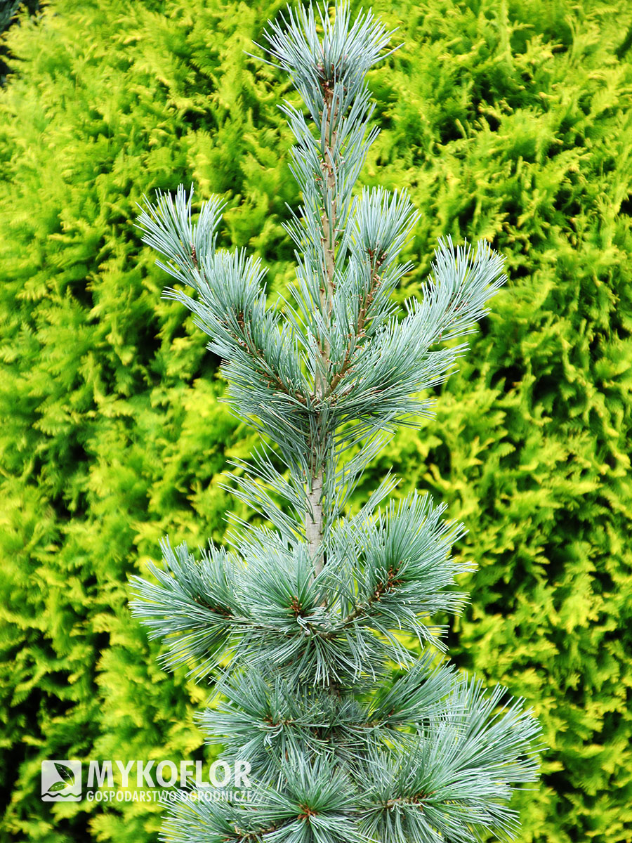 Pinus flexilis Firmament – w pochmurny dzień