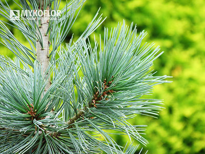 Pinus flexilis Firmament – zbliżenie igły