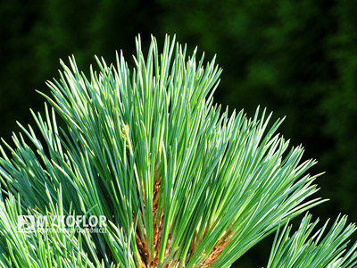 Pinus flexilis Navajo