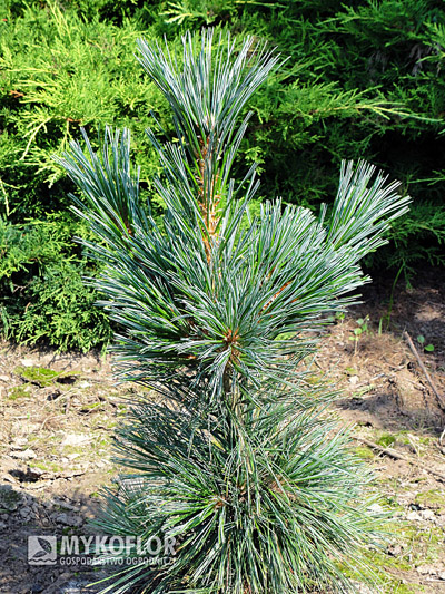 Pinus flexilis Vanderwolfs Pyramid