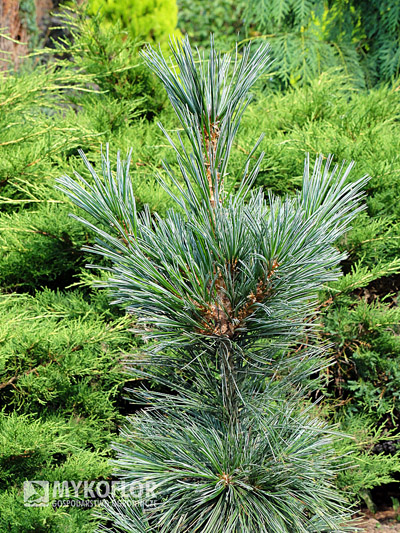 Pinus flexilis Vanderwolfs Pyramid