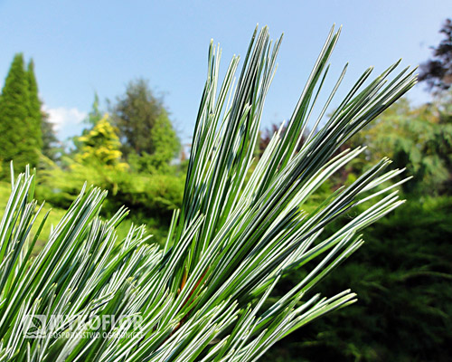 Pinus flexilis Vanderwolfs Pyramid