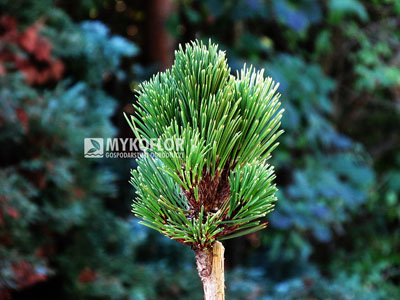Pinus heldreichii Aphrodite – przykładowy materiał oferowany do sprzedaży