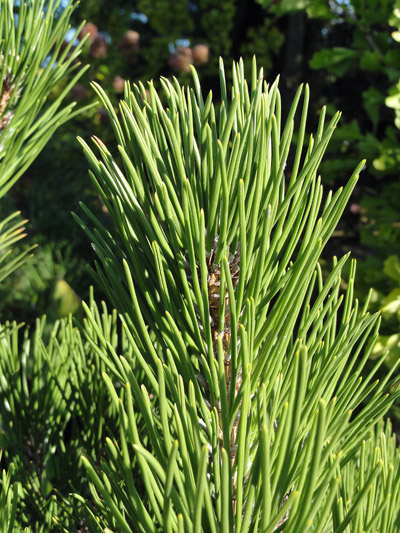 Pinus heldreichii Compact Gem