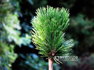 Pinus heldreichii Dimitra – przykładowy materiał oferowany do sprzedaży