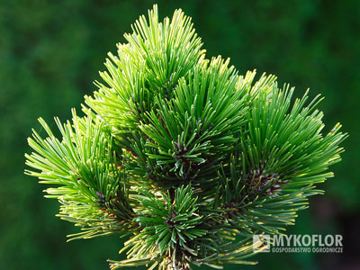 Sosna bośniacka Pirin No 2
