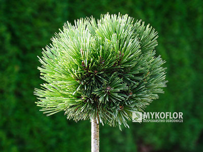 Pinus heldreichii Pirin No 3