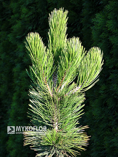 Pinus heldreichii Satellit