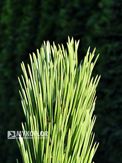 Pinus heldreichii Satellit