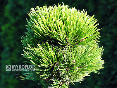 Pinus heldreichii Smidtii
