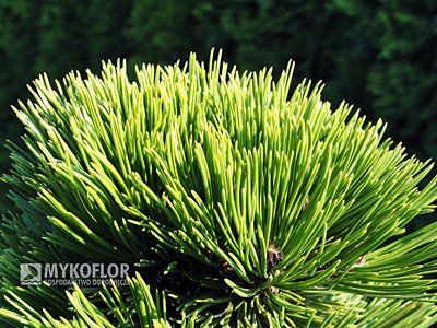 Pinus heldreichii Smidtii