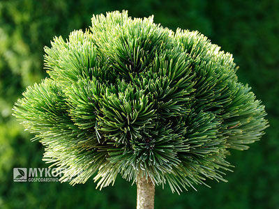 Pinus heldreichii Smidtii