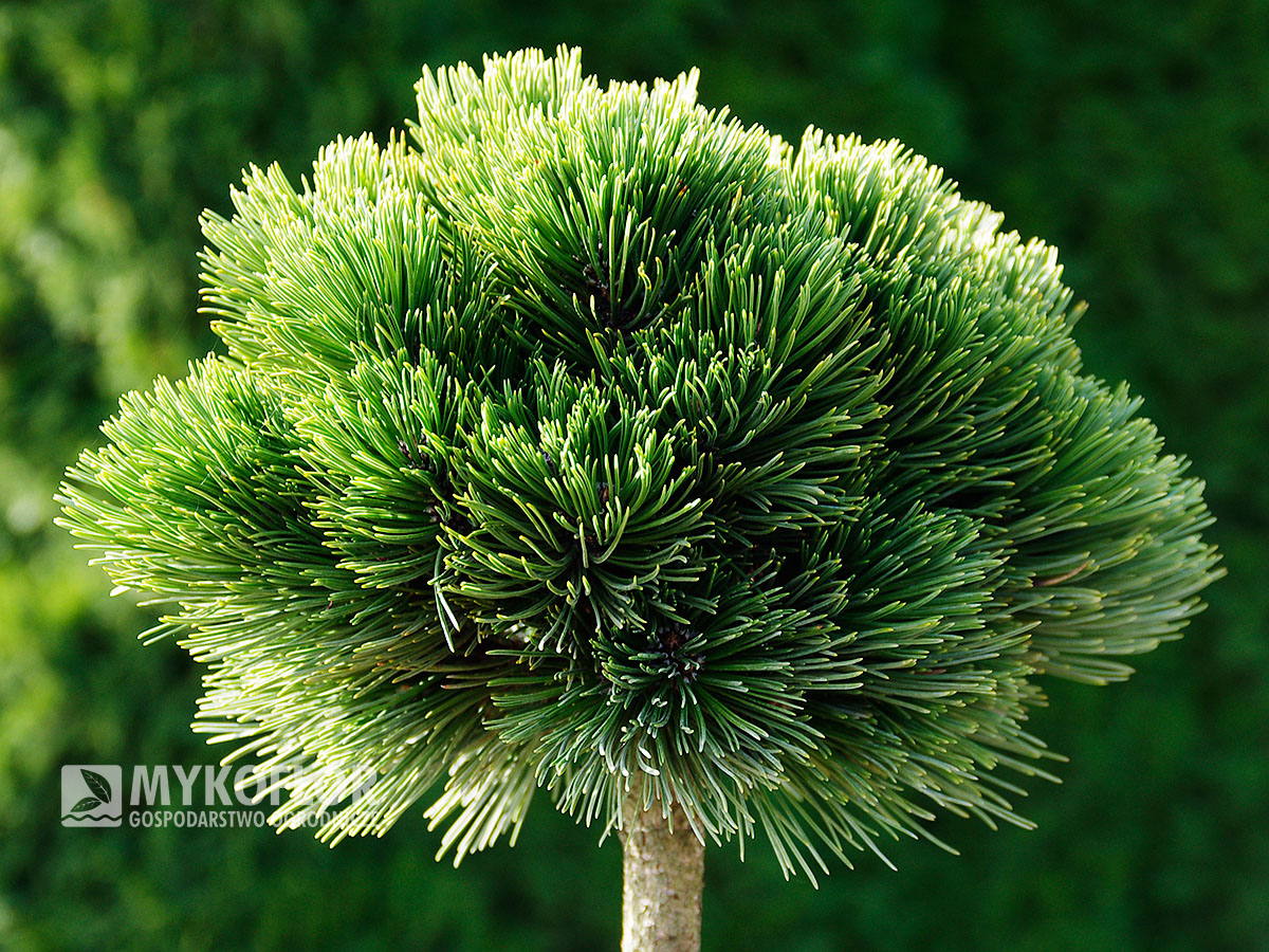 Pinus heldreichii Smidtii