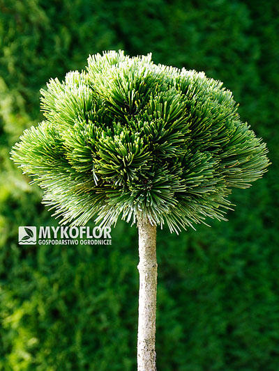 Pinus heldreichii Smidtii – roślina zaszczepiona na pniu