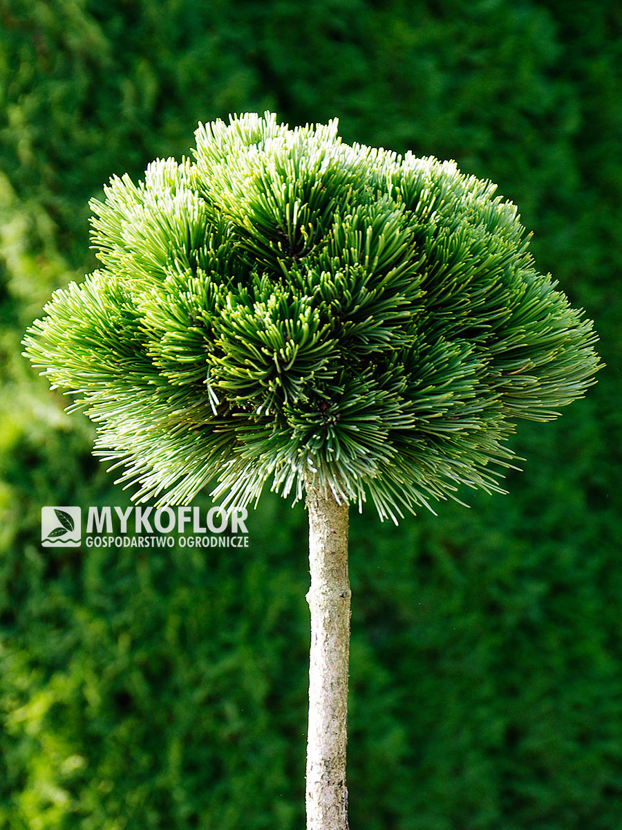Pinus heldreichii Smidtii – roślina zaszczepiona na pniu