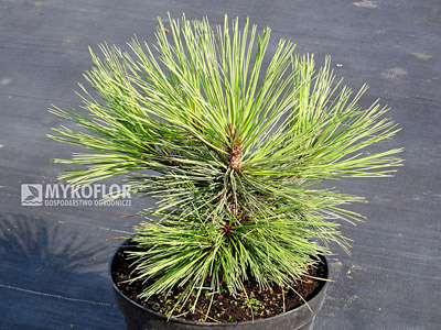 Pinus jeffreyi Joppi