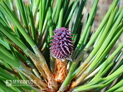 Pinus jeffreyi Joppi