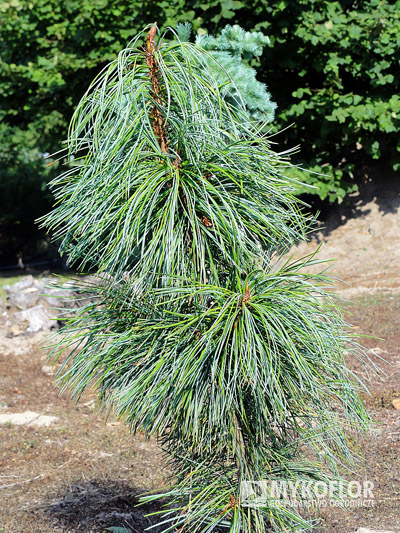 Pinus koraiensis Morris Blue