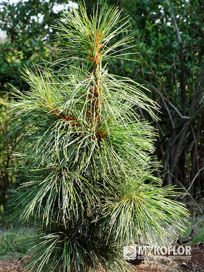 Pinus koraiensis Silveray