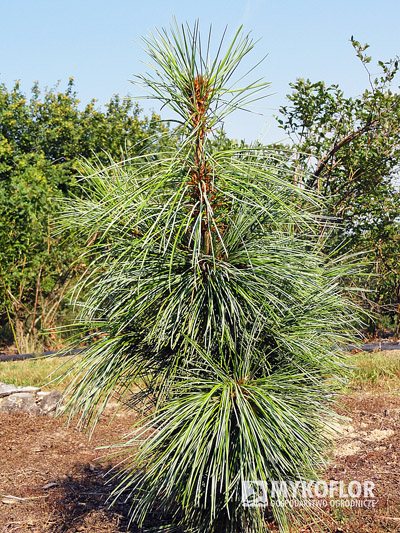 Pinus koraiensis Silveray
