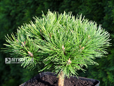Pinus mugo Benjamin