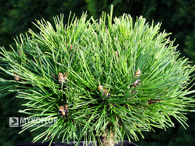 Pinus mugo Benjamin