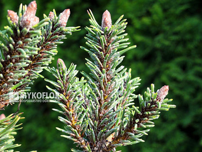 Pinus mugo Brevifolia