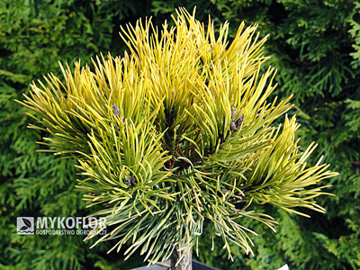 Pinus mugo Carsten