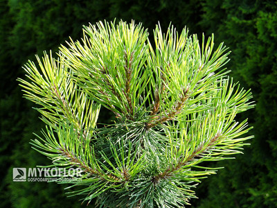 Pinus mugo Chameleon