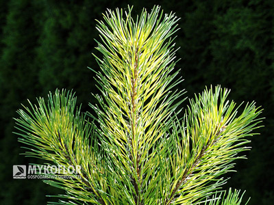 Pinus mugo Chameleon